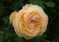 Villa Giustiniani – Fotogallery il Roseto – 22